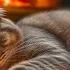 Calming Music For Cats With Cozy Autumn Ambience Soothing Piano Stress Relief Fireplace No Ads