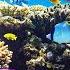 2 Hours Of Beautiful Coral Reef Fish Relaxing Ocean Fish Stunning Aquarium Relax Music