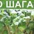 Микрозелень как бизнес по шагам Стоит ли выращивать микрозелень дома Отзыв о курсе от Зеленый Шеф