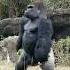 I M Walking Here Gorilla Ape Shorts