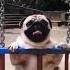 Just A Pug On A Swing Hilarious Pug Swing Outside Outdoors Outdoor Playtime 4k Playground