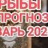 РЫБЫ ТАРО ПРОГНОЗ НА ЯНВАРЬ 2025