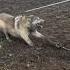 Timber Wolf Released NW Minnesota