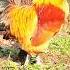 Rooster Crowing Rooster Sound Rooster Sound Effect Shorts Roostercrowing Roostersound