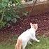 Omg Kitten Learning To Hunt SUBSCRIBE Shorts Cat