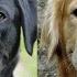 Golden Retriever Vs Labrador Retriever Which Is Better