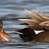 Утка серая Утки Беларуси Gadwall Ducks Belarus