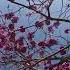 Pink Canopy Blooms Again In WINTER MAGIC Pinkcanopy Naturalvibes Floralwonders