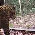 Gabon Jungle An Elephants Family Refuses To Share A Big Mirror With A Leopard Short Version