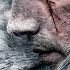 The Wolf S Gaze Powerful Motivation Orchestral Music Mix Epic Heroic Soundtrack