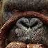 KING KONG KONG SKULL ISLAND 2017 KING KONG FULL MOVIE