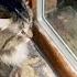 Cute Siberian Forest Cat Loves Watching Friendly Mouse Through Window