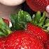 GIANT STRAWBERRIES ASMR FRUIT PLATTER Juicy Eating Sounds ASMR Phan