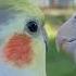 Female Cockatiels Singing