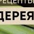 ТОП 5 лучших рецептов из СЕЛЬДЕРЕЯ от Юлии Бенкендорф ФудГид