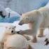 A Rescue Team S Care Saved A Pregnant Polar Bear Giving Her And Her Cubs A New Chance Polarbear