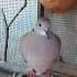 The Dove Cooing So Cute Laughing Dove Pigeon Birds Shortsvideo Love Laughingdove Youtube