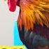 Roosters Crowing Compilation Rooster Videos Roosters Crowing Loudly