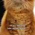 I Ll Take That As A Yes Cute Animals Cutecat Cuteanimals Pets Catvideos Cats