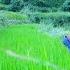 Dharme Brother S Family Weeding Farm Field In The Village Rural Nepal Ruralnepall