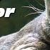 Discover The Fascinating Fossa Madagascar S Elusive Predator Fossa