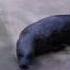 A Seal Rolling Down A Hill