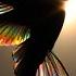 Ayahuasca Medicine Song Picaflorcito Hummingbird