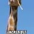 Why Does A Giraffe Have A Long Neck Nature Facts Naturelovers