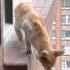 Saving A Cat From Jumping Off 30 Story Building Animalrescue Orangecat Wholesome