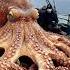 Giant Deep Sea Octopus Caught By Fishermen Deepseafishing Fishingexploration Giantseacreature