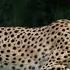 Cheetahs 101 Nat Geo Wild