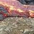 Banana Thrown Into Icelandic Volcano Lava At Reykjanes WILL IT SURVIVE