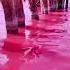 Bright Pink Lake Hillier In Australia Pink Shorts