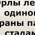 Одиночество Цитаты и афоризмы