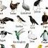 Bird Names With Pictures English Visual Dictionary