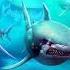 Hungry Shark World Main Theme Music Song Sound Track Complete Full Perfect Ringtone