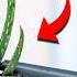 I Stopped Killing Aloe Vera Once I Knew This