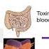 STEC Shiga Toxin Producing Escherichia Coli In Food