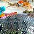 Looking For Betta Fish In The River Flowerhorn Fish Ornamental Fish Lobster Turtles Sharks