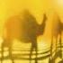 Camel Rajaz