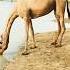 Camel Drinks 146ltr 500gallons At One Session Of Drinking Shortsvideo Shortsfeed Animals Fun