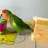 Bird Training Smart Lovebird Parrot Smart Little Cute Parrot Training Smartparrot Cute