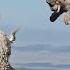 Cabras De Montaña Y Otros Animales Escaladores