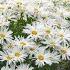 Shasta Daisy Varieties Side By Side Walters Gardens