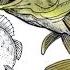 How To Draw A LARGEMOUTH BASS