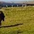 Shetland Ponies Running