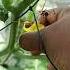 Hand Pollinating Muskmelon Youtubeshorts Alggardening