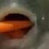 Pufferfish Eating Carrot Meme