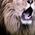 Angry Lion Roaring To Hunt Short