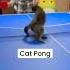 Cat Pong Shorts